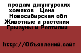 продам джунгурских хомяков › Цена ­ 50 - Новосибирская обл. Животные и растения » Грызуны и Рептилии   